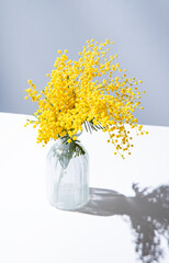 a bouquet of yellow mimosa flowers stands in a glass  vase with shadow on a white  and gray background. concept of 8 March, happy women's day. - obrazy, fototapety, plakaty