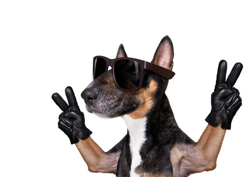dog victory and peace fingers