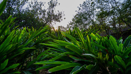 Obraz premium Leaves of tropical plants