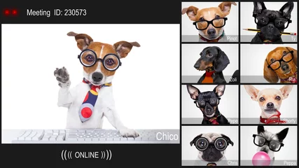 Lichtdoorlatende gordijnen Grappige hond hond met een online vergadering videoconferentie