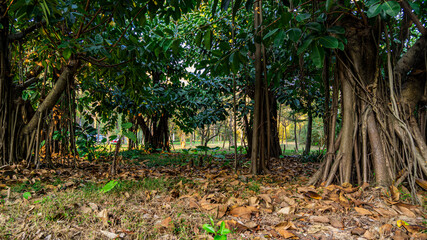 Tropical air-root dense forest