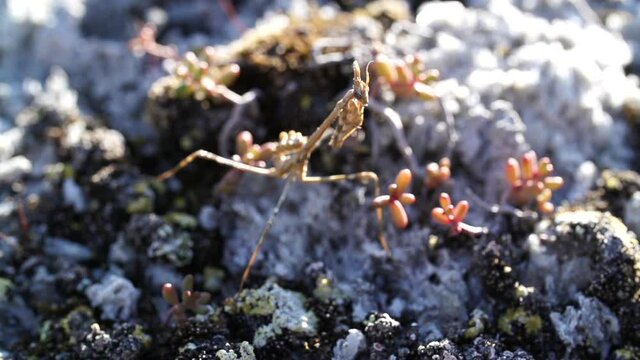 Praying Mantis (Empusa Pennata) standing still on gypsum rocks