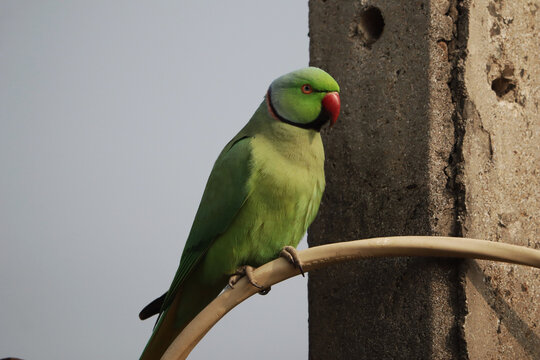 Rose-ringed parakeet perched on a branch