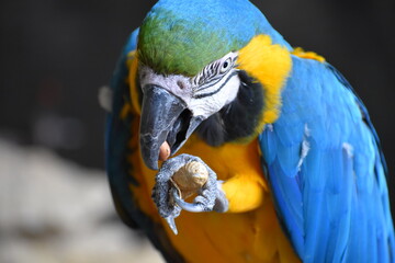 eating blue and yellow macaw ara © Fabien