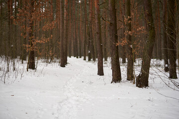 Fototapeta premium leśna zimowa ścieżka