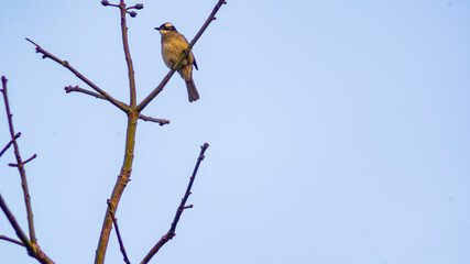 Happy Birds in the branches
