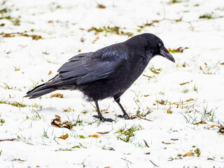 Black raven on white snowy ground in winter