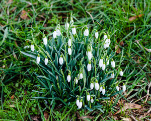 Derby February 17, 2021 Snowdrops growing  in open urban parkland.