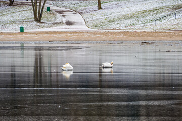 Snowy park at frozen lake, two swans on ice, refelctions in ice mirror