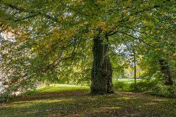 Alte Buche (Fagus)