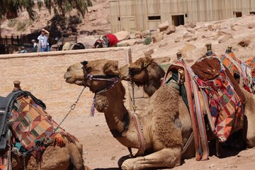 camel in the desert