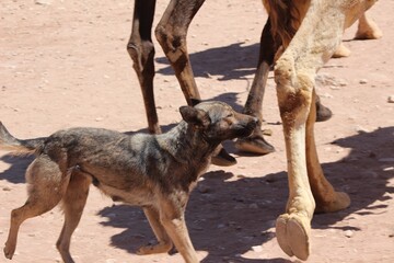 dog in desert