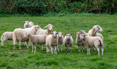 Fototapeta na wymiar Schafe (Ovis) auf einer Wiese