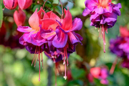 Fuchsien