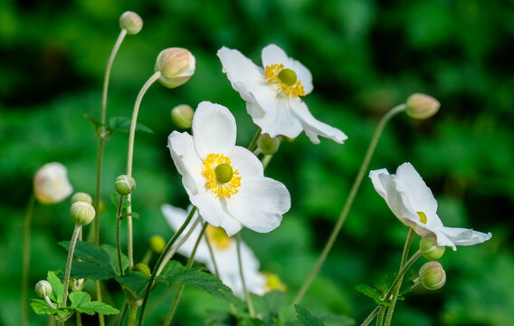 Herbstanemone (Anemone hupehensis)