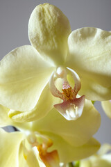 Super close up of a tender exotic tropical yellow phalaenopsis orchid flower