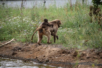 mom and kid baboon