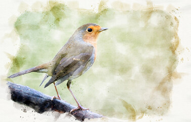 European Robin (Erithacus rubecula) waterpaint image