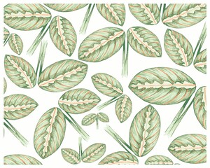 Illustration Background of Beautiful Calathea Makoyana, Cathedral Windows or Peacock Plant for Garden Decoration
