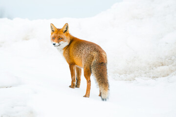 Volpe sulla neve con sguardo furbo e attento
