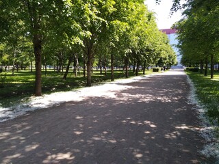 Long straight alley in a park with white fluff. Summer day. The sandy road of the alley goes into the distance. Green trees, grass, bushes grow along the edges of the alley. On the ground lies white f