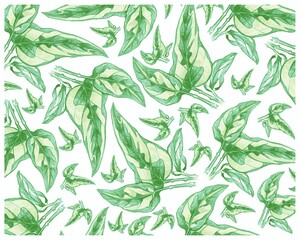 Ecology Concepts, Illustration Background of Epipremnum Aureum, Golden Pothos, Hunter's Robe, Ivy Arum, Money Plant or Silver Vine Creeper Plant.
