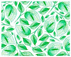 Ecology Concepts, Illustration Background of Epipremnum Aureum, Golden Pothos, Hunter's Robe, Ivy Arum, Money Plant or Silver Vine Creeper Plant.
