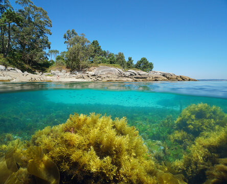 Atlantic coast of Galicia in Spain with algae in the ocean, split view over and under water surface, Bueu, Pontevedra province