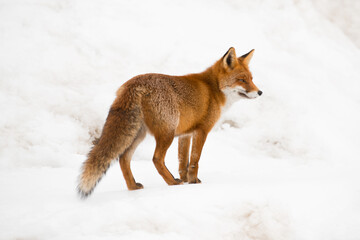 Volpe caccia le prede sulla neve