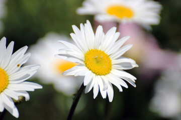 Fototapeta premium daisy