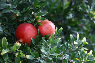 pomegranate in the tree