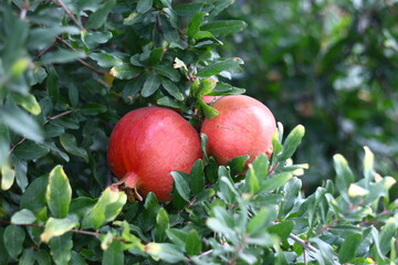 pomegranate in the tree