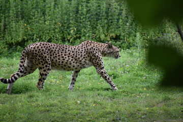 cheetah