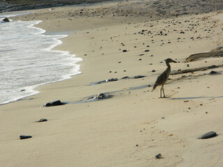 Paisaje de playa con arena húmeda pedregosa  y ave garza