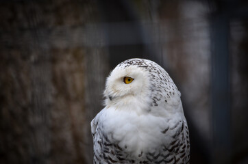 snowy owl portrait