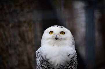 snowy owl portrait