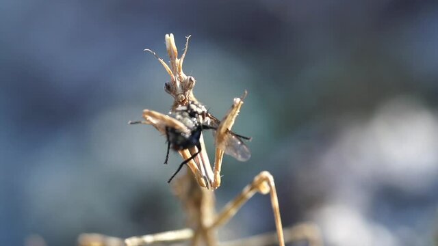 Praying Mantis (Empusa Pennata) eating a fly, front