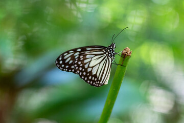 Butterfly on a broken blade of grass. Selective focus, shallow depth of field