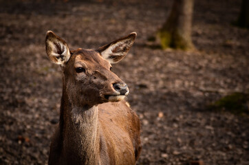 deer in the woods