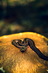snake on the mushroom