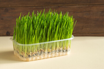 Sprouted wheat grains in a plastic container on craft paper. Germination of microgreens at home....