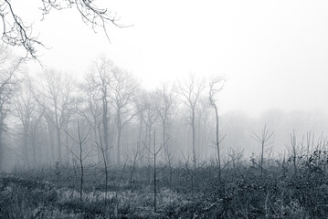 misty morning in the forest