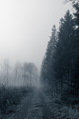 misty morning in the forest