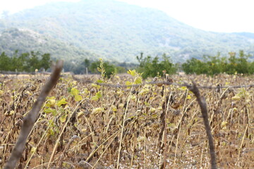 sunflower field
