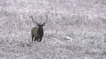 elk bull stands in a snowy meadow at yellowstone