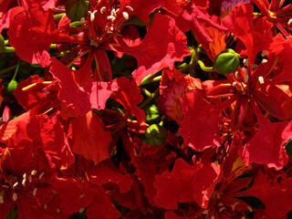 Acercamiento a flor roja de tabachin o flamboyant