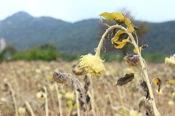 sunflower field
