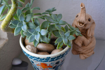 Decoración de maceta con planta suculenta y al fondo fuera de foco figura de elefante de cerámica