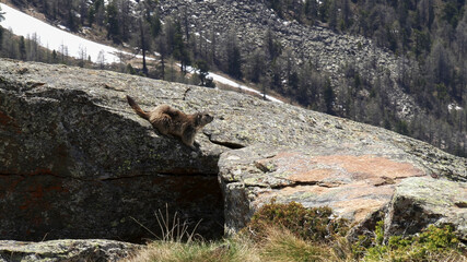 marmot sunning itself on a rock at zermatt