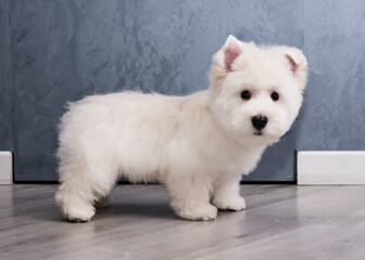 West Highland White Terrier on a grey background side view